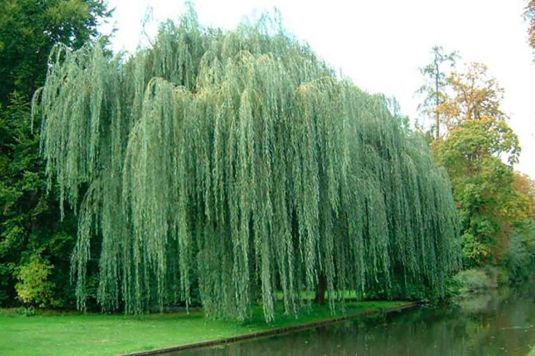 O Poder Medicinal de Salix Alba