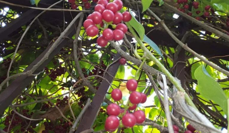 Planta Giloy – O Néctar da Vida