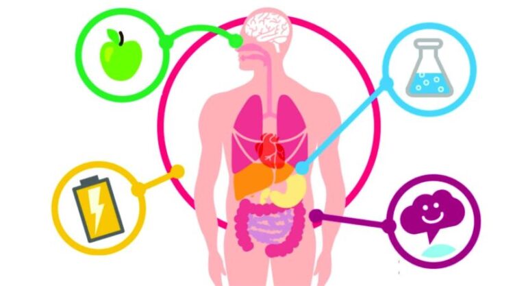 O que é metabolismo e como ele funciona