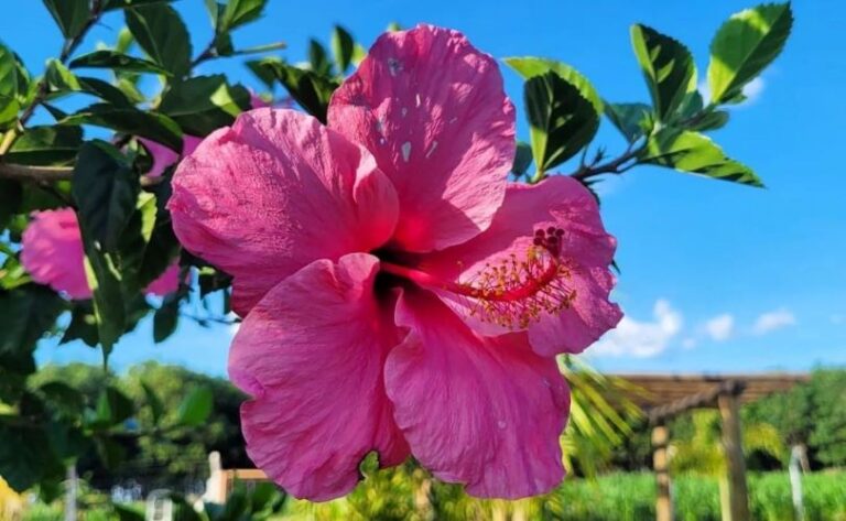 Hibisco é melhor que cloro. Ficou Curioso?