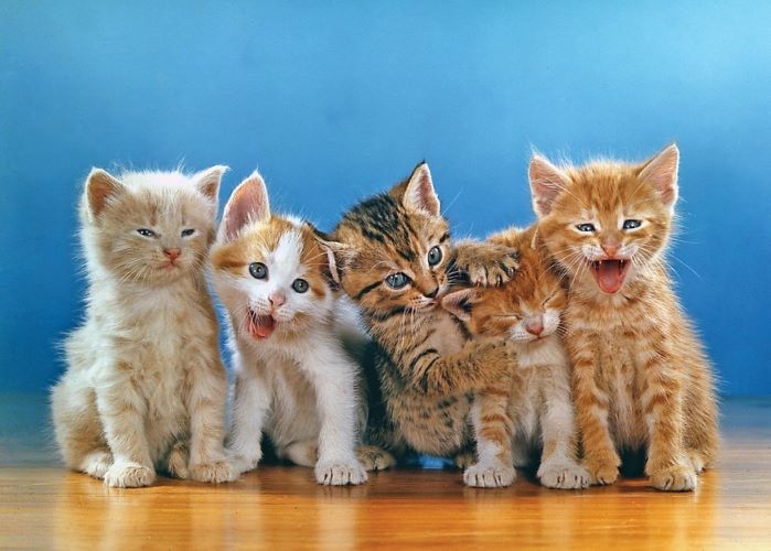 Jamais faça isso com seu gato. Os gatos são animais de estimação maravilhosos, e os donos dedicados farão tudo o que puderem por seus felinos