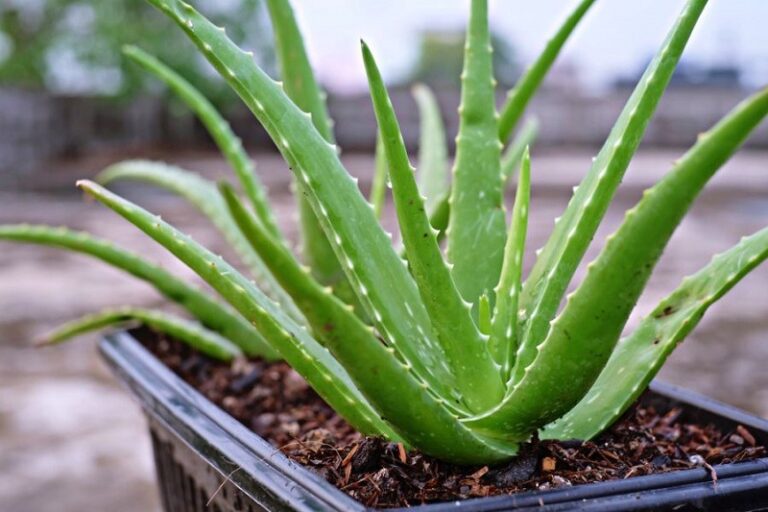 Babosa – A Planta Milagrosa