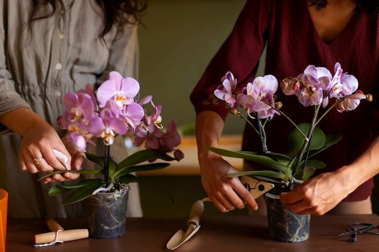 Como cuidar de orquídeas