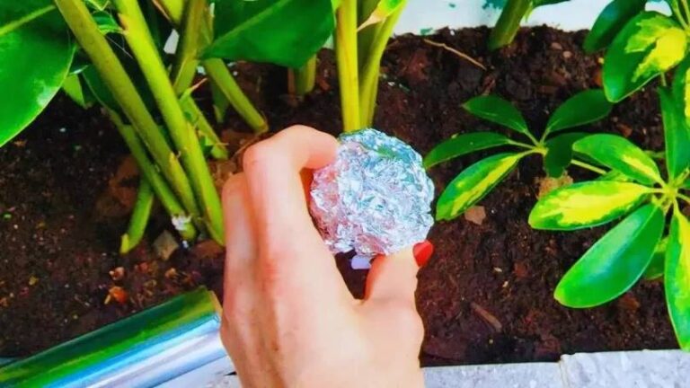 Papel Alumínio em suas Plantas