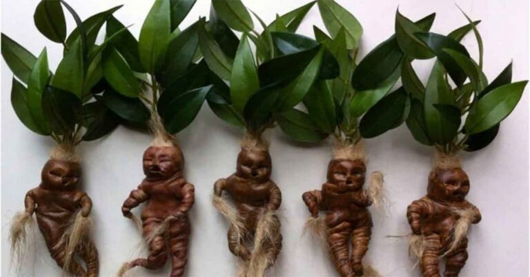 Planta Mandrágora