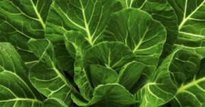 Maximizando os Benefícios da Couve na Nutrição. a couve é um superalimento nutritivo que oferece uma ampla gama de benefícios para a saúde