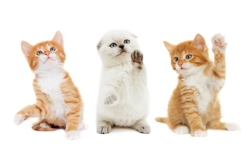 Clube cantada de gato