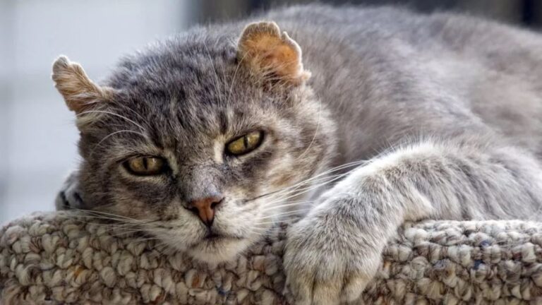 Alzheimer em gatos, incluindo os sintomas, o diagnóstico e o tratamento. Aprenda também como cuidar de um gato com essa condição.