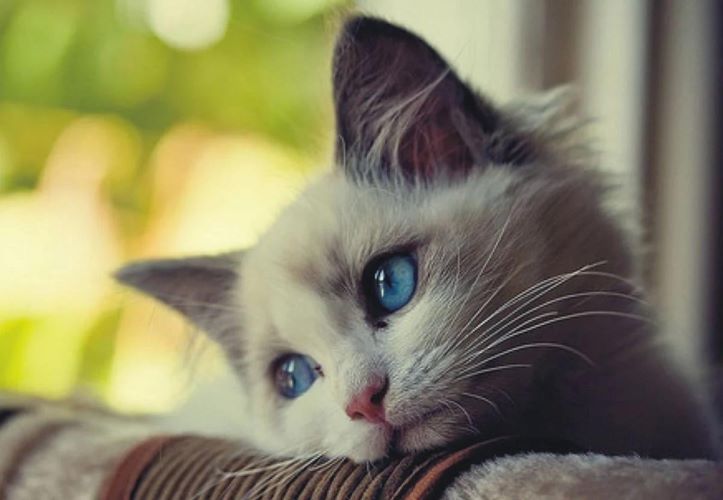 Depressão em Animais de Estimação. Saiba mais sobre os sintomas, causas e tratamentos para a depressão em animais de estimação.
