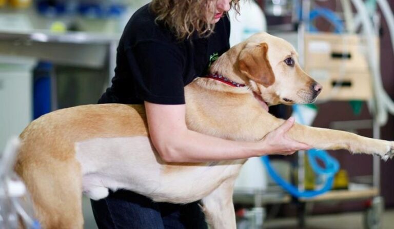 A fisioterapia e a reabilitação animal são fundamentais para garantir o bem-estar dos pets, ajudando na recuperação de lesões,