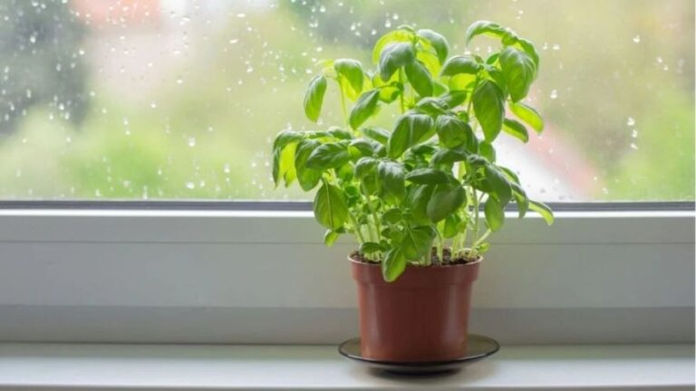 Planta Que Espanta Moscas: Por Que o Manjericão É a Melhor Opção Para Ter na Janela de Casa. Veja esta e mais dicas em nosso site