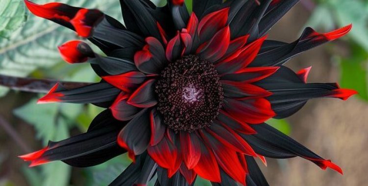 Girassol Negro e Vermelho