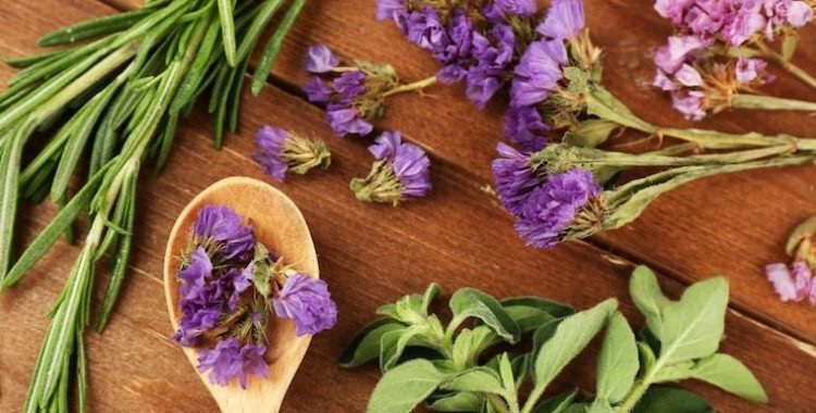 6 Plantas Medicinais Essenciais para Cultivar essas plantas em casa é um passo simples e eficaz para se ter acesso a tratamentos naturais