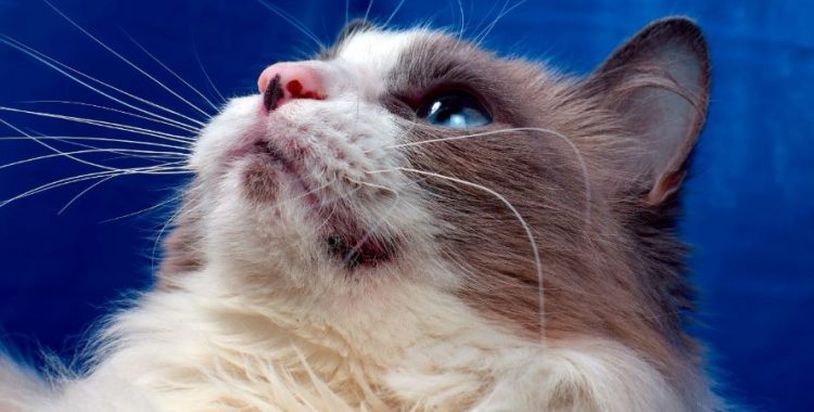 Acne felina: Entenda o que é, e aprenda a evitar esse problema