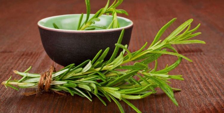 Alecrim: como consumir para trazer benefícios para o corpo. Erva aromática usada há séculos na culinária e na medicina tradicional.