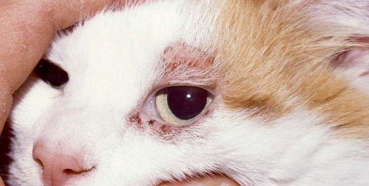 Alergias, um desafio para os cães