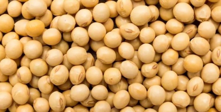 Alimentos Ricos em Proteínas. uma seleção de alimentos que podem ser incorporados à sua dieta para garantir a ingestão adequada de proteínas.