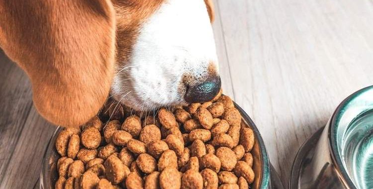 Principais Alimentos que Causam Alergias em Cães e Gatos e Como Evitá-los. Saiba mais acessando nosso site