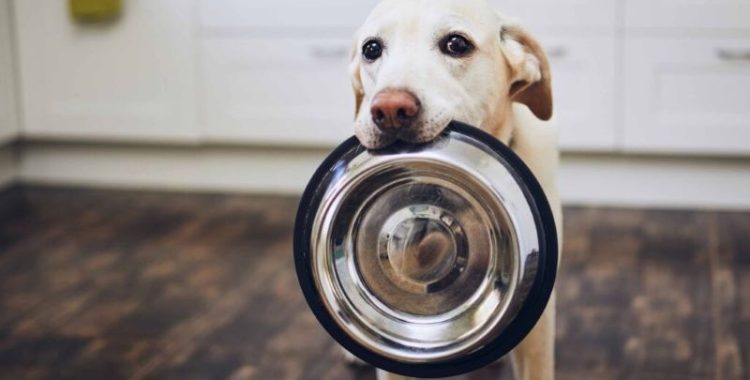 Alimentos úmidos na dieta do seu pet