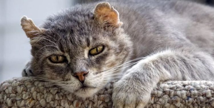 Alzheimer em gatos, incluindo os sintomas, o diagnóstico e o tratamento. Aprenda também como cuidar de um gato com essa condição.