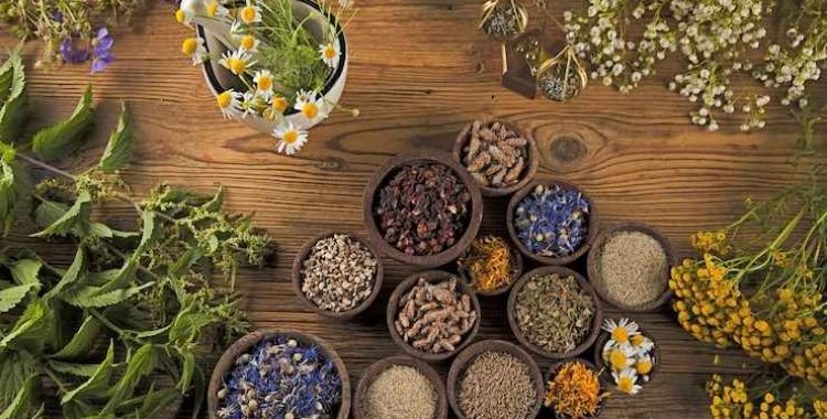 Saiba quais são as melhores plantas medicinais para cultivo caseiro