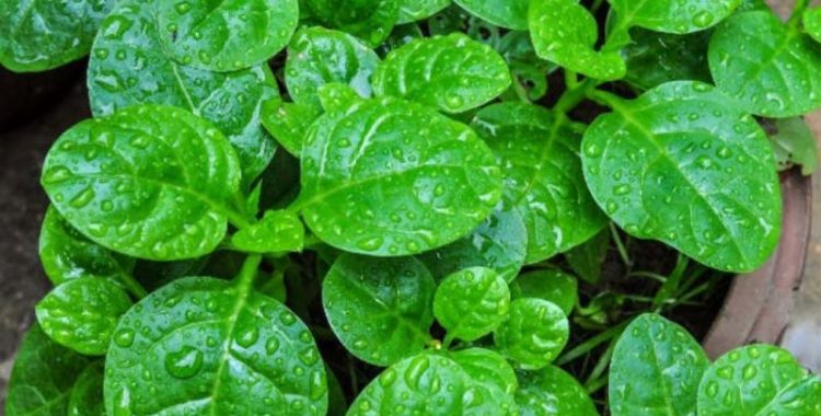 Benefícios da Bertalha: Usos e Receitas