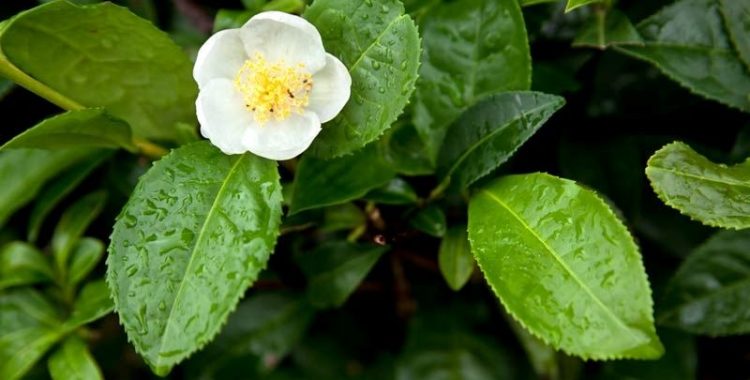 Camellia Sinensis e Seus Benefícios