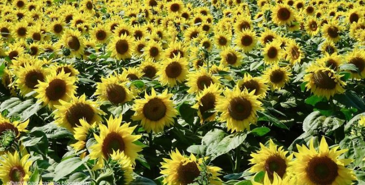 Campos de Girassóis