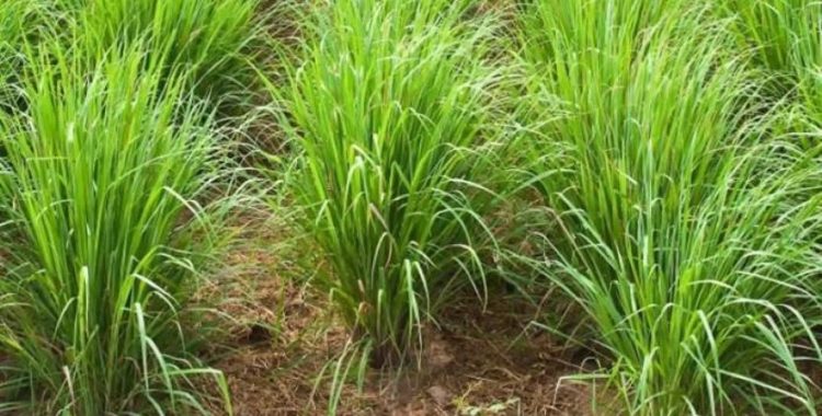 Capim-santo – benefícios e propriedades medicinais