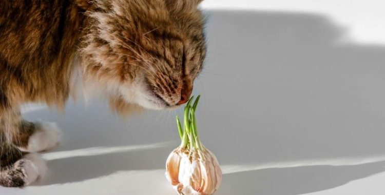 Cebola A Kryptonita dos gatos
