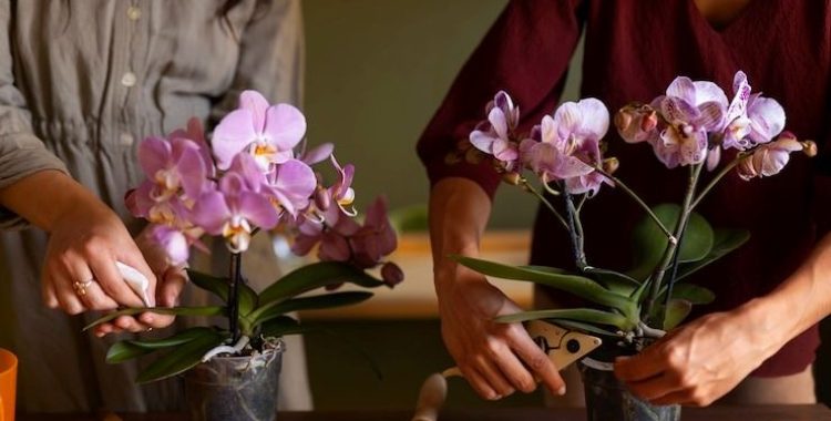Como cuidar de orquídeas