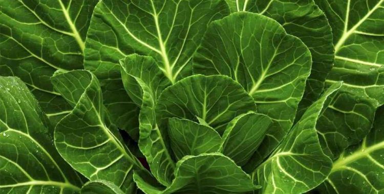 Maximizando os Benefícios da Couve na Nutrição. a couve é um superalimento nutritivo que oferece uma ampla gama de benefícios para a saúde