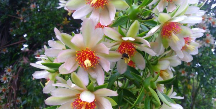 Cultive Sua Própria Ora-pro-nóbis em Casa e Tenha Sempre Folhas Frescas à Disposição! Saiba mais em nosso site