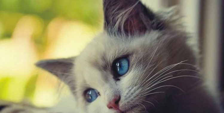 Depressão em Animais de Estimação. Saiba mais sobre os sintomas, causas e tratamentos para a depressão em animais de estimação.
