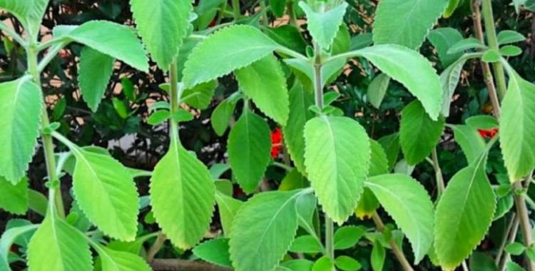 Descubra o poder medicinal do Boldo