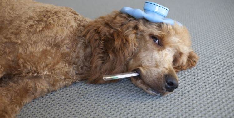 Doença do Carrapato Como Tratar e Prevenir o seu Pet