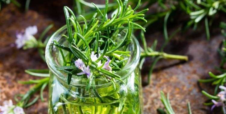 Ervas Naturais para Combater o Estresse e o Pânico
