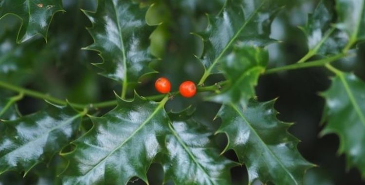 Apesar de seus inúmeros benefícios, o consumo excessivo de espinheira santa pode causar alguns efeitos colaterais