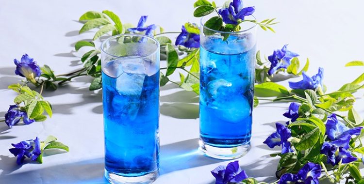 Gin Tônica com Flor de Clitória