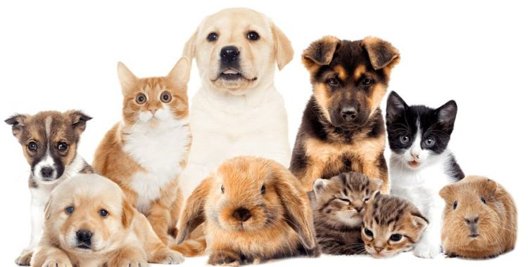Histórias Inspiradoras de Pets que Mudaram Vidas. Essas histórias são apenas algumas entre milhões que acontecem diariamente em todo o mundo.