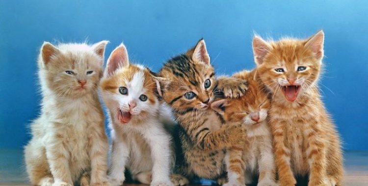 Jamais faça isso com seu gato. Os gatos são animais de estimação maravilhosos, e os donos dedicados farão tudo o que puderem por seus felinos