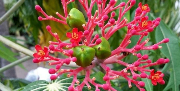 A Jatropha multifida, ou Merthiolate Natural, é uma planta de destaque tanto pela sua estética quanto pelas suas propriedades medicinais.