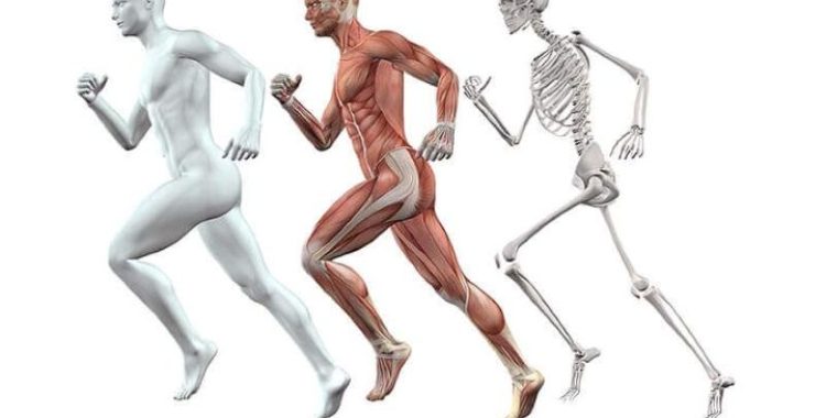 Novo efeito do HIIT no músculo esquelético