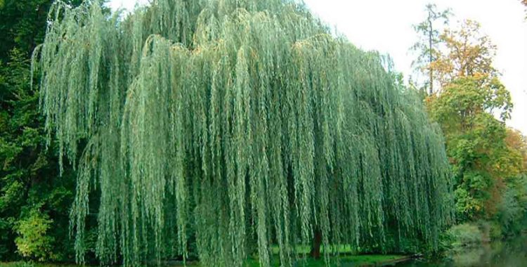 O Poder Medicinal de Salix Alba
