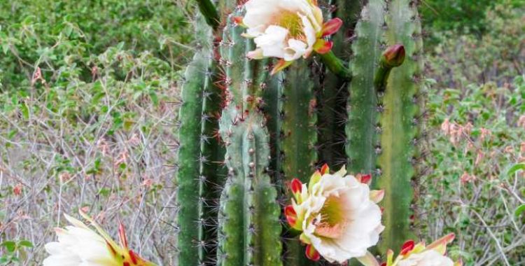 O que é e como cultivar o Mandacaru - Guia Completo. um símbolo de força, resistência e a promessa de florescimento em meio à aridez.