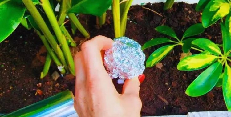 Papel Alumínio em suas Plantas