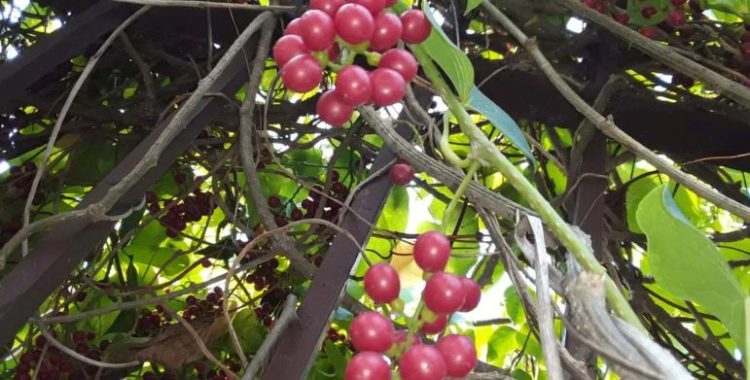 Planta Giloy – O Néctar da Vida