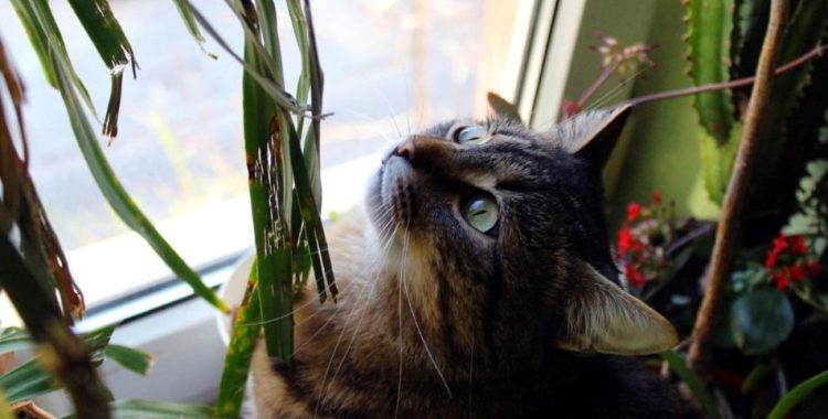 Plantas Tóxicas para Animais de Estimação. detalhamos as principais plantas perigosas, os sintomas de intoxicação e como prevenir problemas.