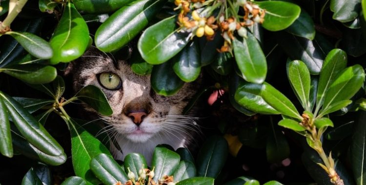 Conheça algumas Plantas tóxicas para pets, seus sintomas e os primeiros socorros necessários, dependendo de cada planta: