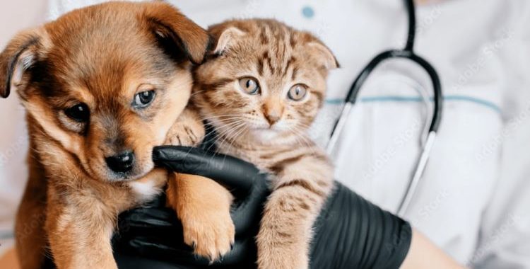 Guia Completo de Primeiros Socorros para Pets. O atendimento veterinário profissional é fundamental para garantir a saúde